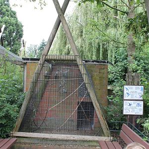 Budgie and Cockatail aviary