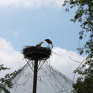 European white storks at the nest