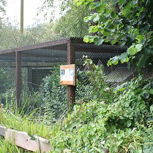 Aviary Golden pheasant