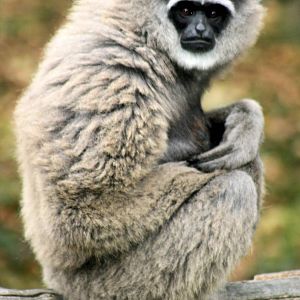 Moloch gibbon; Howletts; 4th September 2016