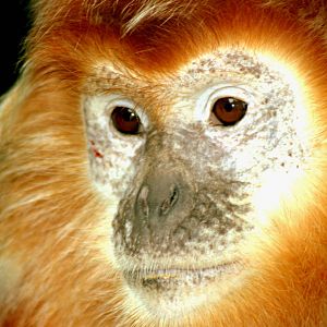 Javan langur; Howletts; 4th September 2016