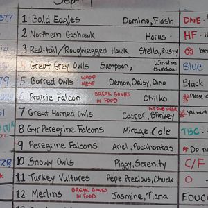 O.W.L. - Orphaned Wildlife Rehabilitation Society - Species List