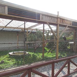 O.W.L. - Orphaned Wildlife Rehabilitation Society - Bald Eagle Exhibit