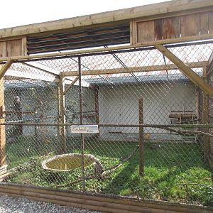 O.W.L. - Orphaned Wildlife Rehabilitation Society - Northern Goshawk Exhibi