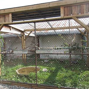 O.W.L. - Orphaned Wildlife Rehabilitation Society - Rough-Legged Hawk/Red-T