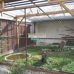 O.W.L. - Orphaned Wildlife Rehabilitation Society - Great Gray Owl Exhibit