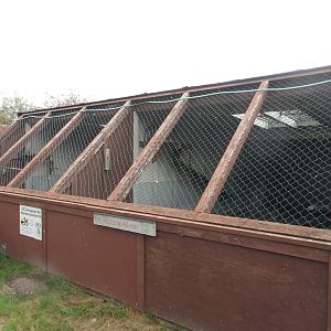 O.W.L. - Orphaned Wildlife Rehabilitation Society - Gry-Peregrine Falcon/Pe