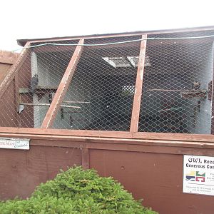 O.W.L. - Orphaned Wildlife Rehabilitation Society - Peregrine Falcon Exhibi