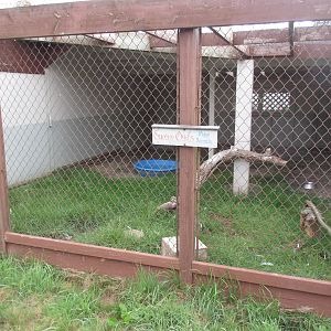 O.W.L. - Orphaned Wildlife Rehabilitation Society - Snowy Owl Exhibit