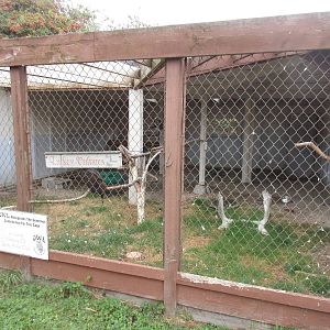 O.W.L. - Orphaned Wildlife Rehabilitation Society - Turkey Vulture Exhibit