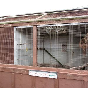 O.W.L. - Orphaned Wildlife Rehabilitation Society - Short-Eared Owl Exhibit