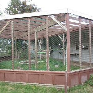 O.W.L. - Orphaned Wildlife Rehabilitation Society - Bald Eagle/Golden Eagle