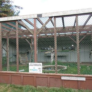 O.W.L. - Orphaned Wildlife Rehabilitation Society - Bald Eagle/Golden Eagle