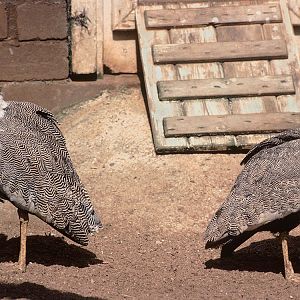 Little black bustard pair 1983
