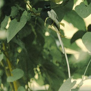 African paradise flycatcher at the original Birdland 1973