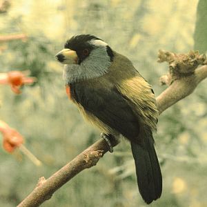 Toucan barbet at the original Birdland 1973