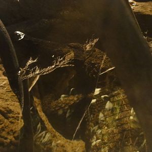 American Museum of Natural History: July 2016