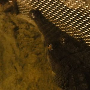 American Museum of Natural History: July 2016