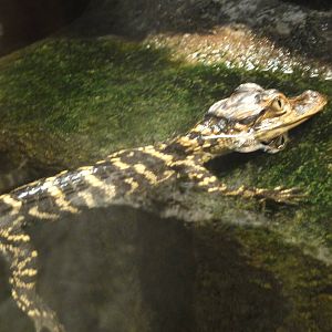 American Museum of Natural History: July 2016