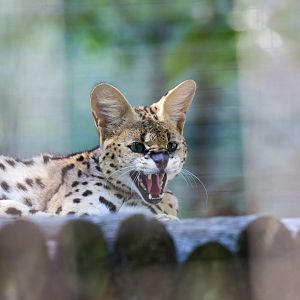Serval