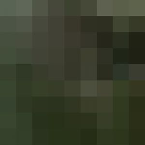 Lion Up A Tree Again