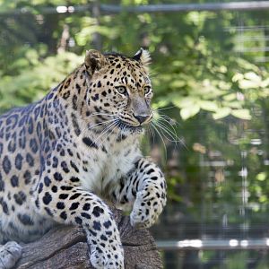 Amur Leopard