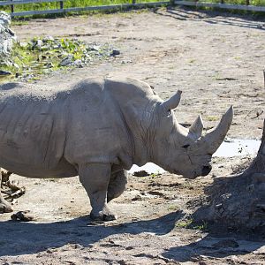 White Rhino