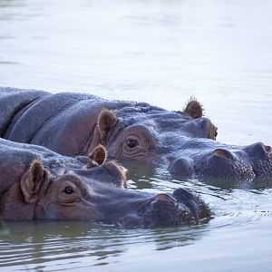 Hippos