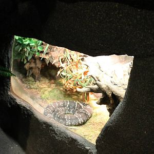 Enclosure Mexican moccasinsnake