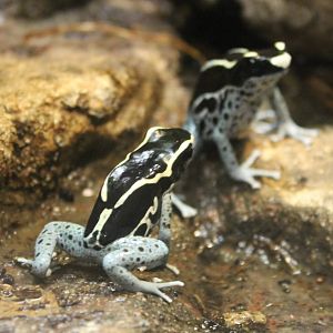 Dendrobates tinctorius