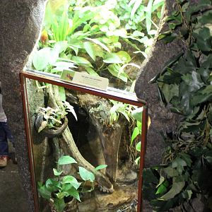 Enclosure Dendrobates tinctorius