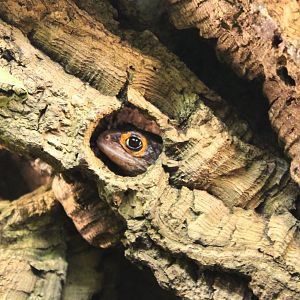 Crocodile skink - trying to hide