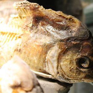 Dried Piranha
