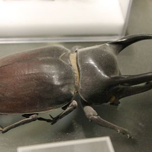 Three-horned rhinoceros beetle