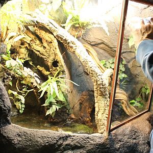 Enclosure Crocodile skink