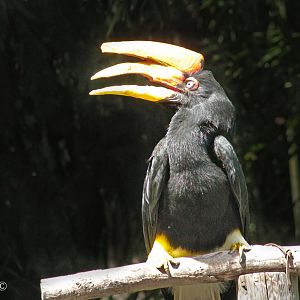 Sep. 2016 - Wings of Wonder - Rhinoceros Hornbill