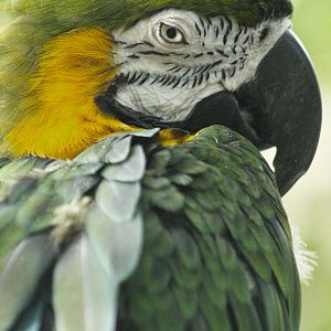 Sep. 2016 - Discovery Forest - Hybrid Macaw