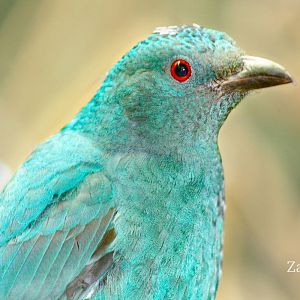 Sep. 2016 - Wings of the World - Asian Fairy Bluebird (Female)