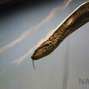 Green anaconda - Instituto Butantan, 2016