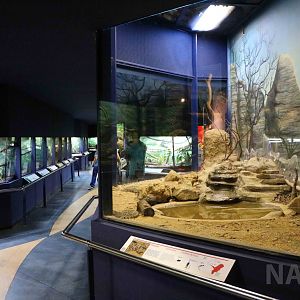 Tropical rattlesnake enclosure - Instituto Butantan, 2016