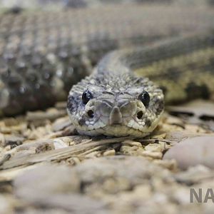 Tropical rattlesnake - Instituto Butantan, 2016