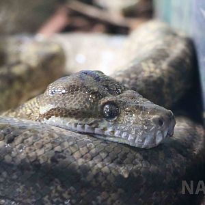 Corallus sp.- Instituto Butantan, 2016