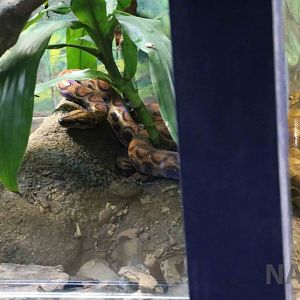 Rainbow boa comparison - Instituto Butantan, 2016