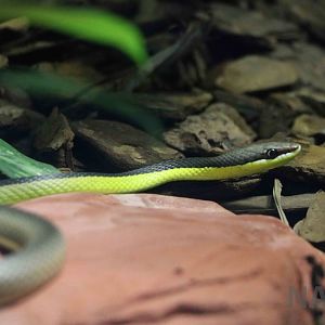 Miranda green racer - Instituto Butantan, 2016