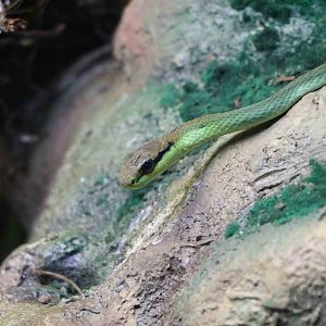 Lichtenstein's green racer - Instituto Butantan, 2016