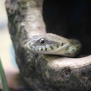 Wagler's snake - Instituto Butantan, 2016