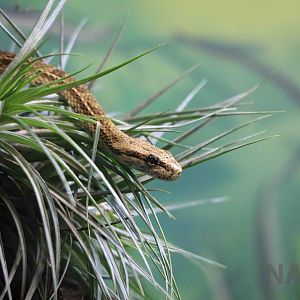 Vine snake - Instituto Butantan, 2016
