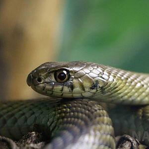 Patagonian green racer - Instituto Butantan, 2016