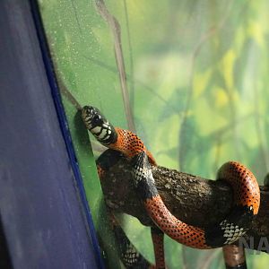 Aesculapian false coral snake - Instituto Butantan, 2016