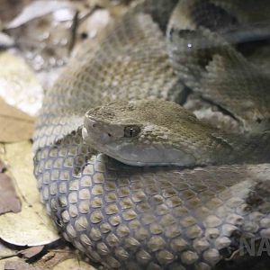 Bahia lancehead - Instituto Butantan, 2016